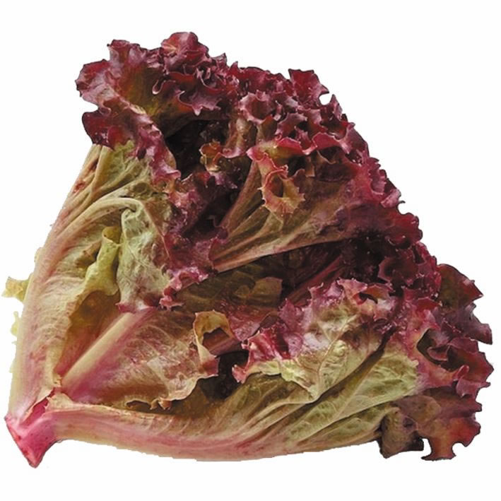 Lechuga Escarola