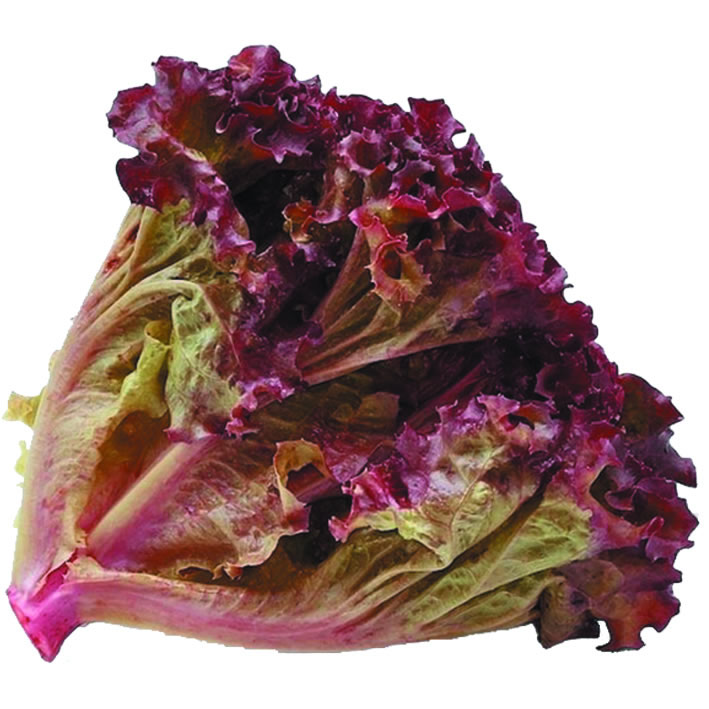 Lechuga Escarola Morada
