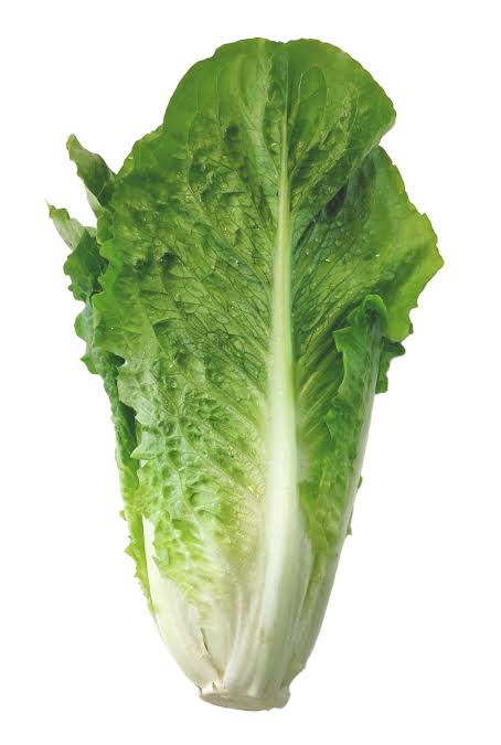Lechuga Romana